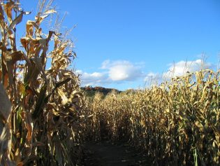 Can You Make It Through the Corn Maze at Rodgers Farms?