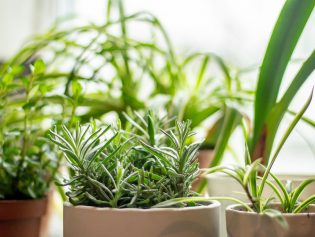 How to Start a Summer Herb Garden Indoors