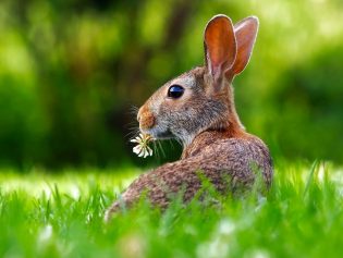 Nature and History Converge at Cromwell Valley Park