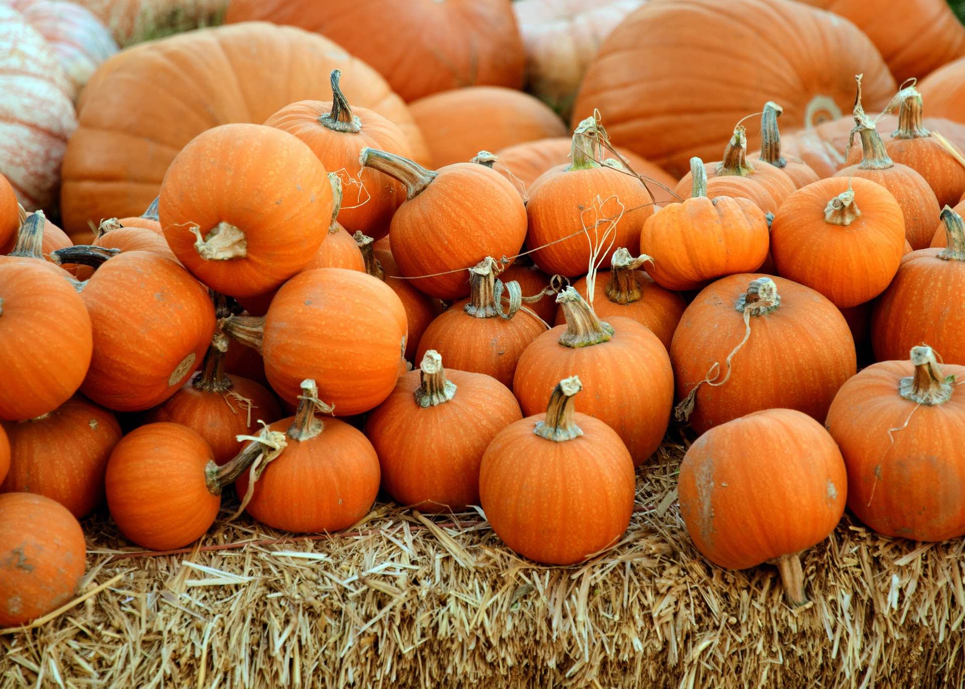 The Best Ways to Decorate a Pumpkin, No Carving Knife Necessary