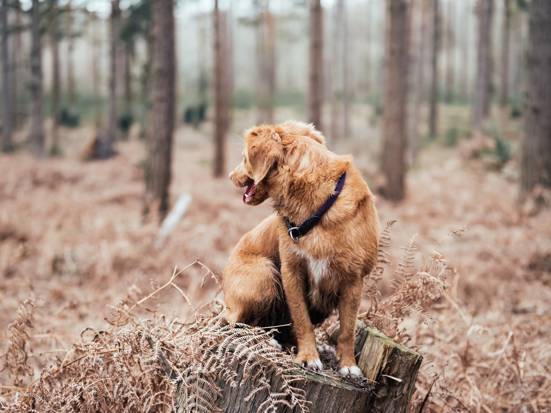 Winthrop’s Canine Residents Can Roam and Romp at Lake Roland