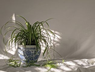 Apartment-Friendly Houseplants to Add to Your Must-Grow List