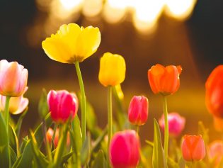 Frolic Among the Flowers at Sherwood Gardens